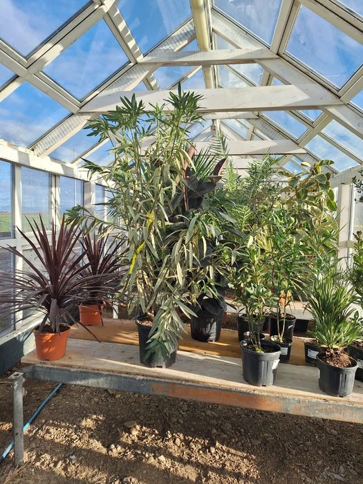 Măslini mari la ghiveci 2m