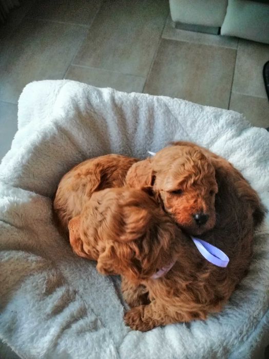 Мини пудели момчета