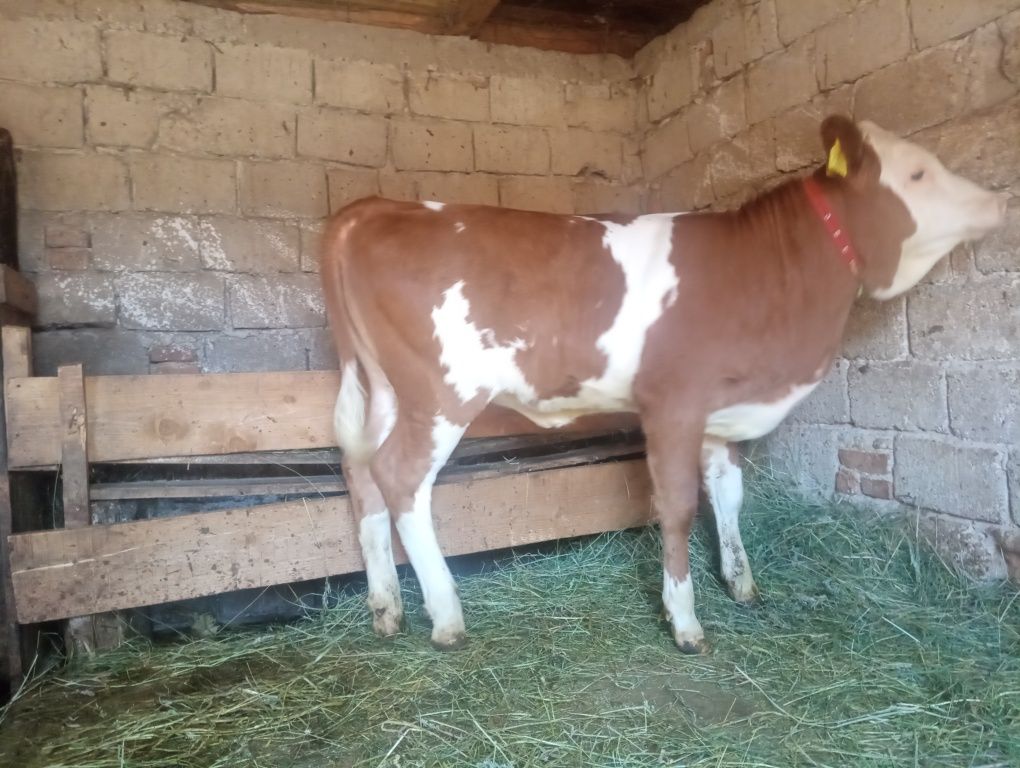 Vand vițea blandă