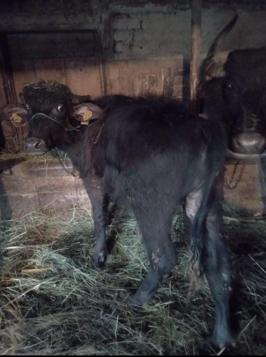 Vand bivoli de la 3 luni la 1 an