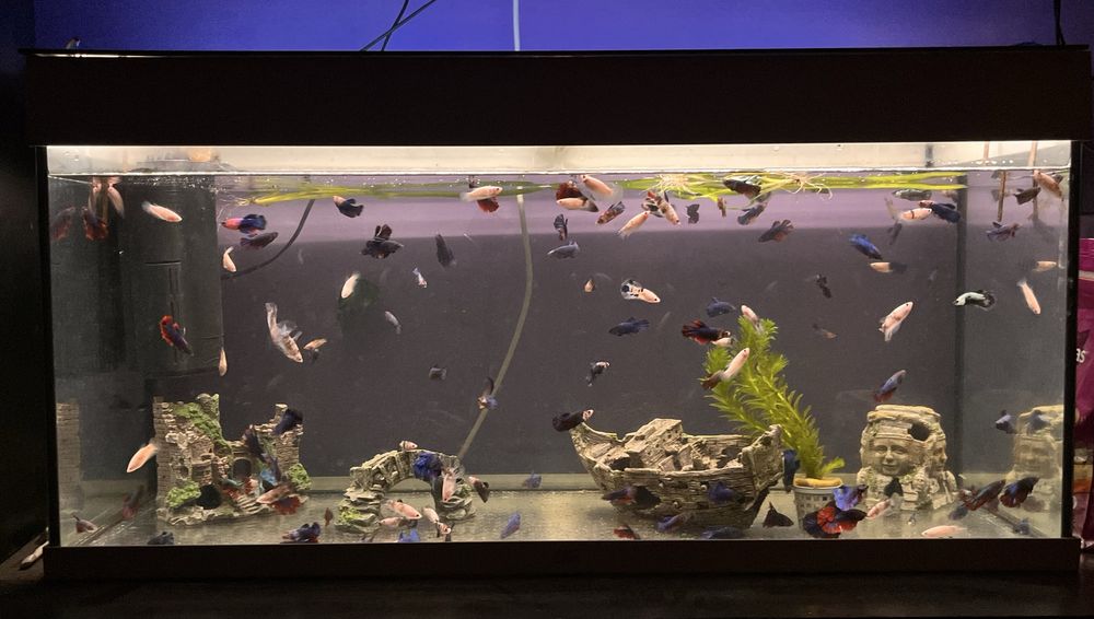 Acvariu JUWEL + pesti betta