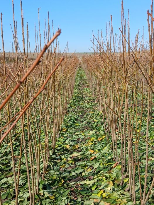 Pomi fructiferi certificati