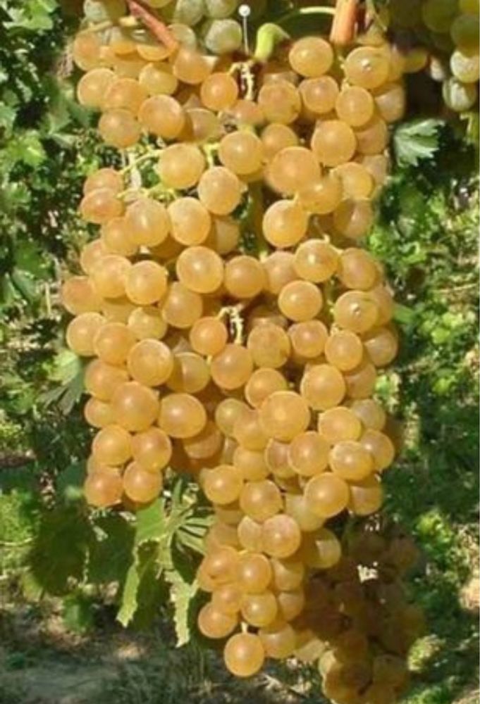 Struguri de vin recolta 2025