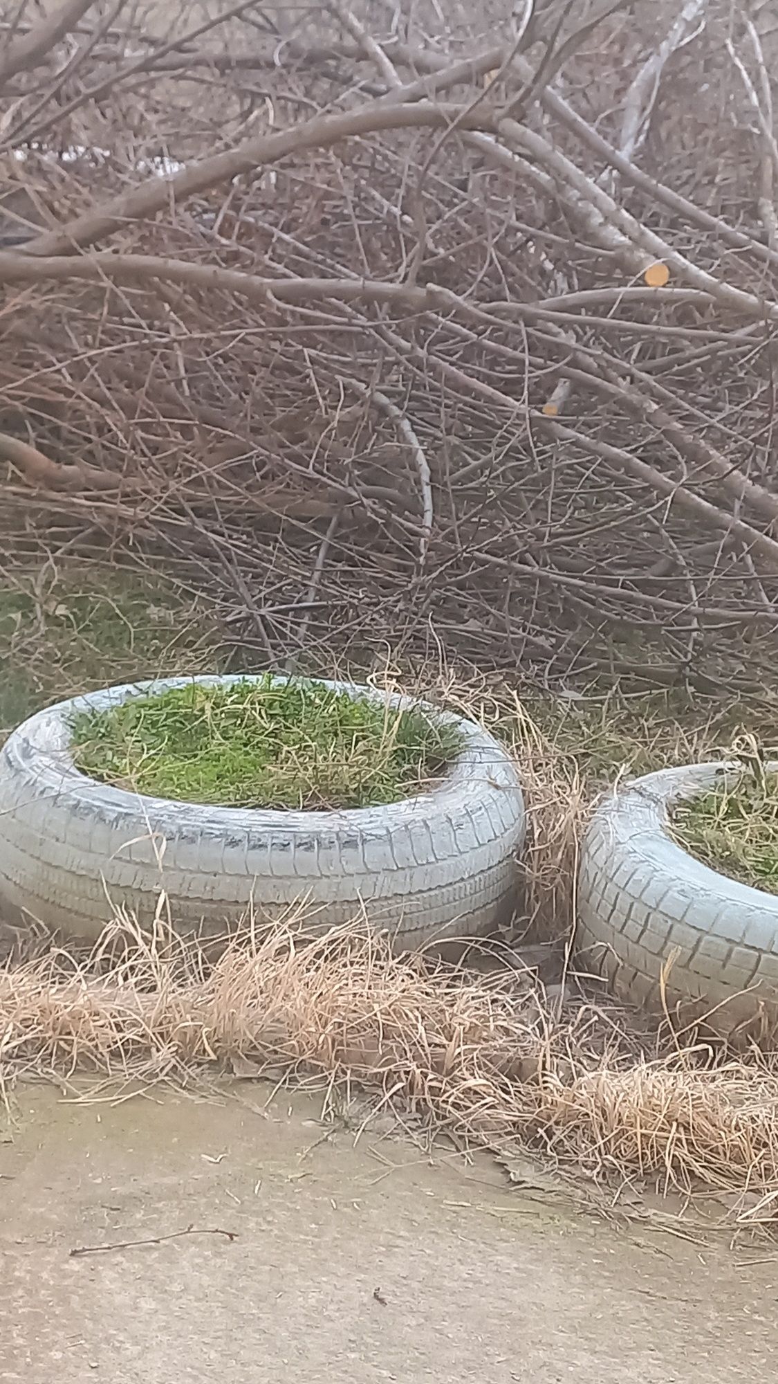 Дрова бесплатано