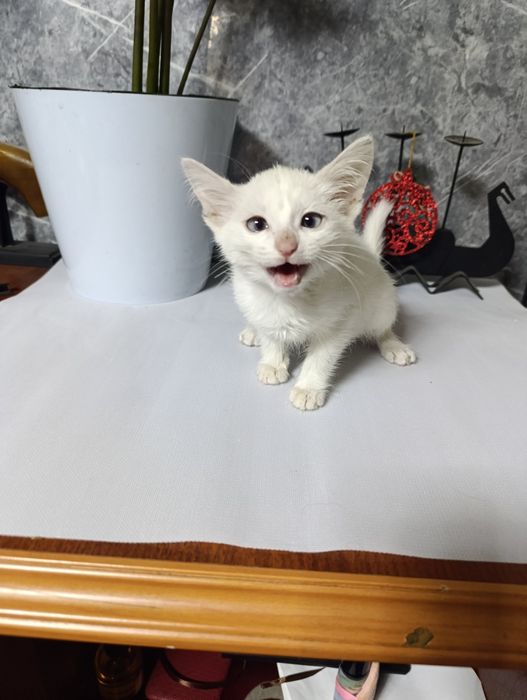 Котенок продаётся