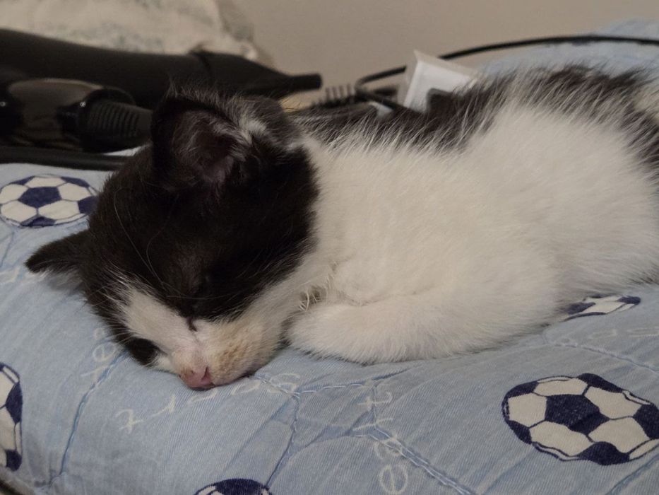 Маленький котенок