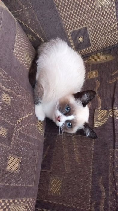 Pui de pisica snowshoe