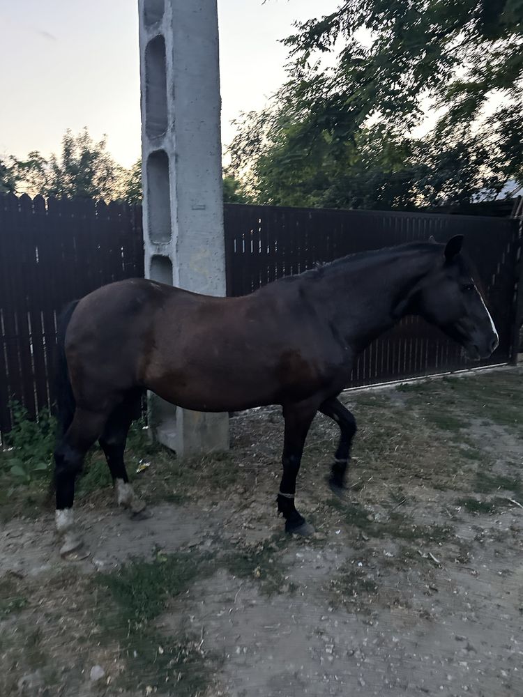 Iepe de vanzare Pret Negociabil
