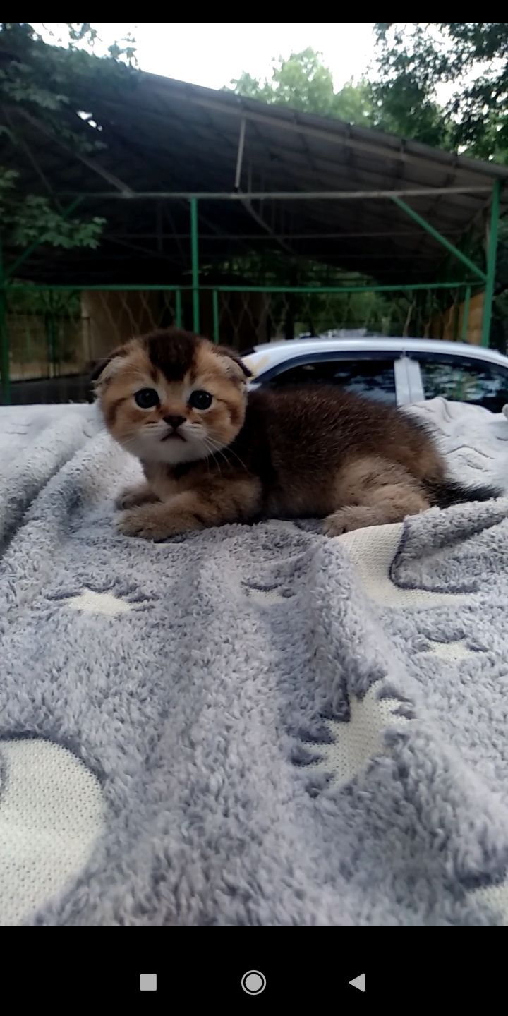 Продаются котята