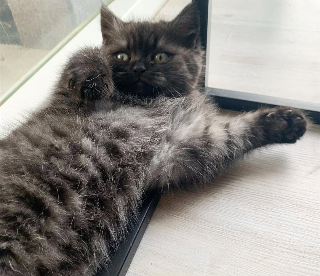 British Shorthair Smoke