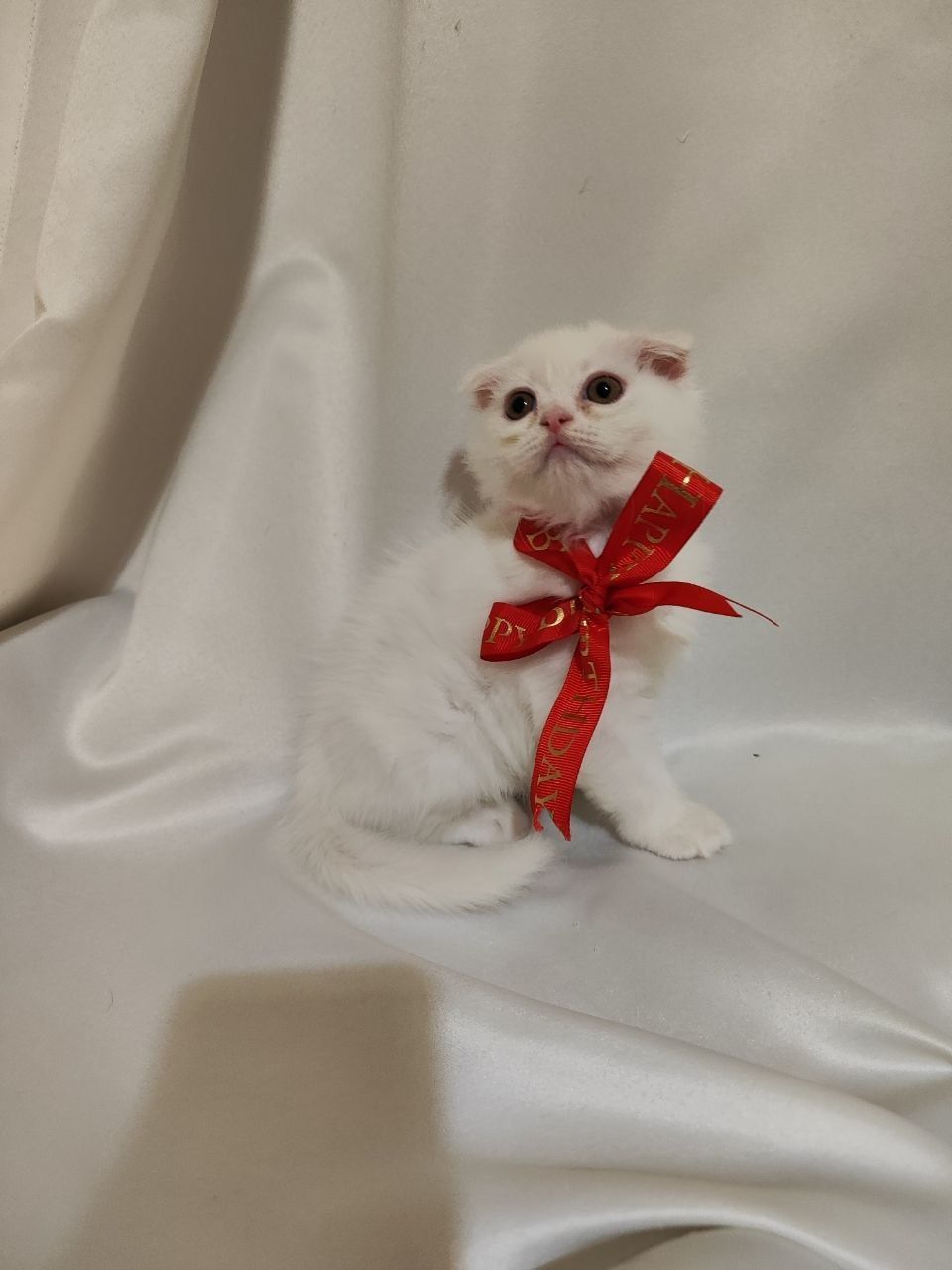 Продаётся котята