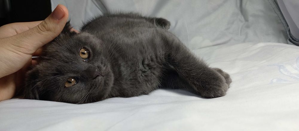 Котята порода "Британская коро короткошёрстная,,