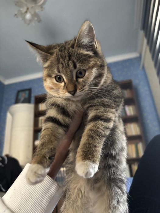 Отдам котят в хорошие руки,котятам по 3 месаца отдам даром с лотком.