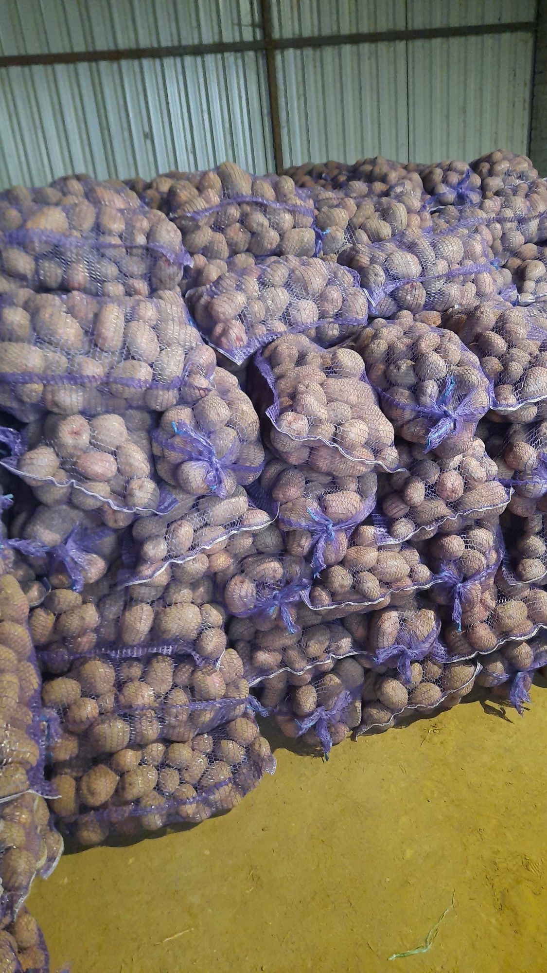 Vand cartofi inport poloia cantități mari
