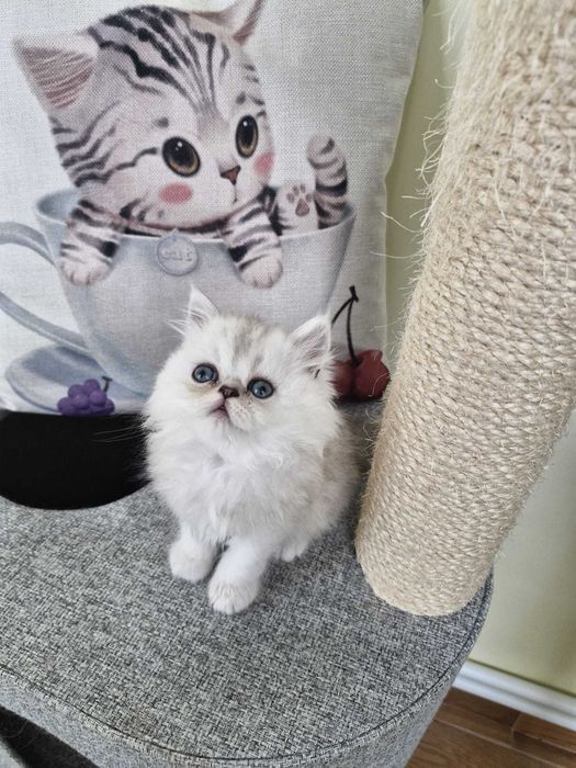 Motanel persan cu pedigree