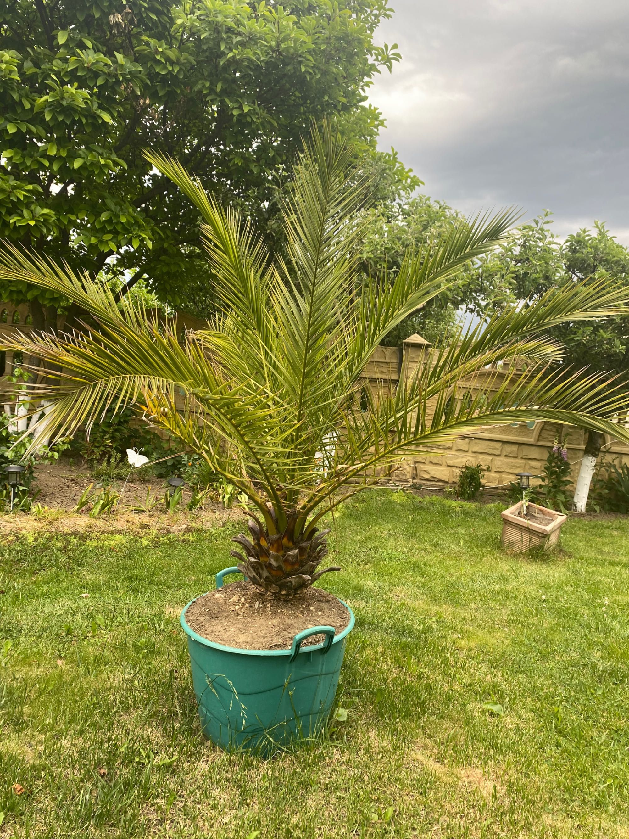 Vand cactus, palmier si yuca