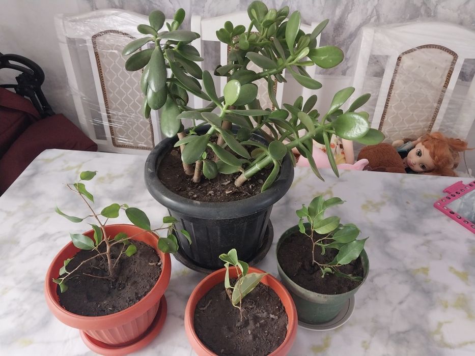Продам цветы денежное дерево, фикус