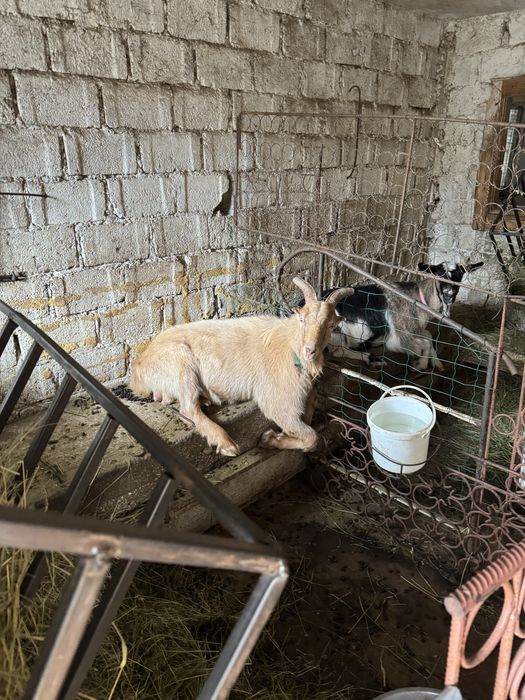 Vând Țap, 10 luni