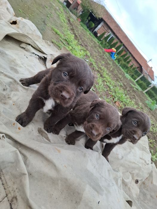 Малки Дратхарчета