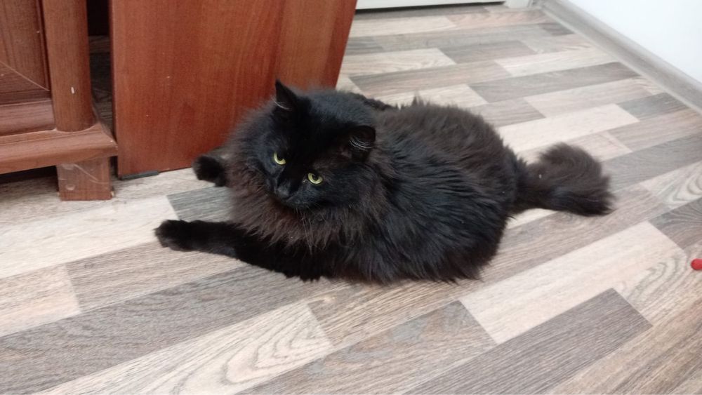 Кот отдам даром