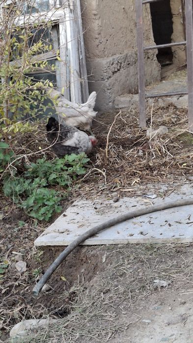 Uxeyleyyu tovuq sotiladi