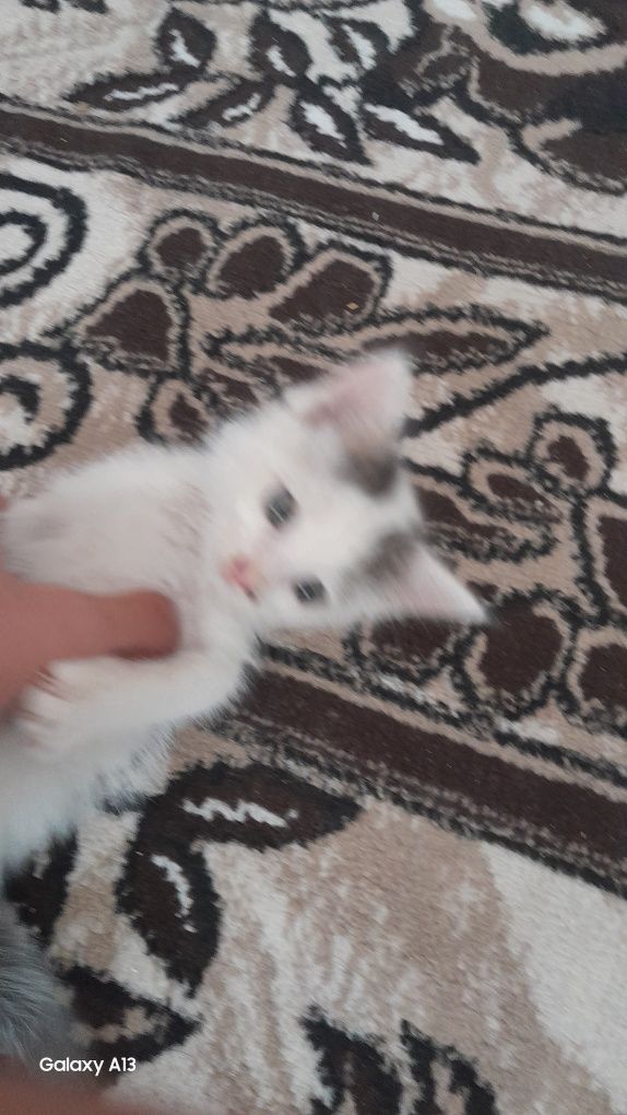 Mushukcha yaxshi qaridiganlarga beramiz.