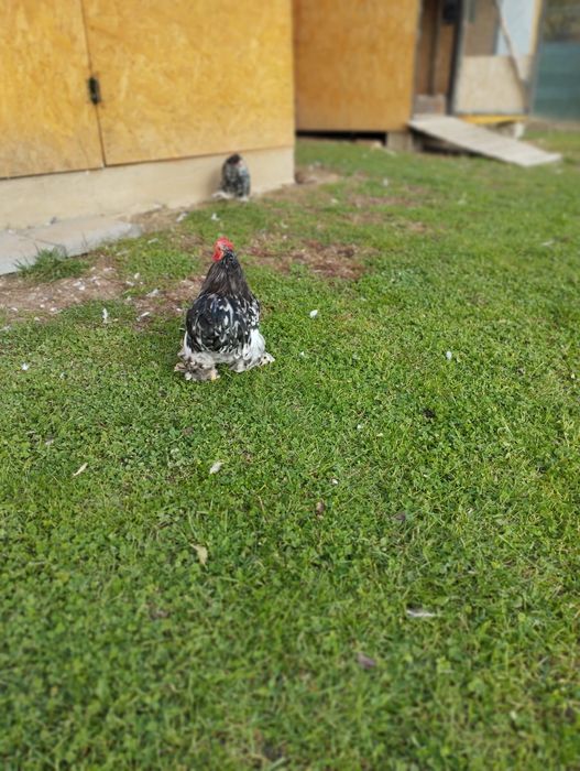 Gaini mii de flori, Cochinchina si matase