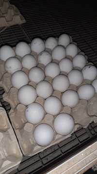 Инкубационное яи Лнггорна на инкубацию
