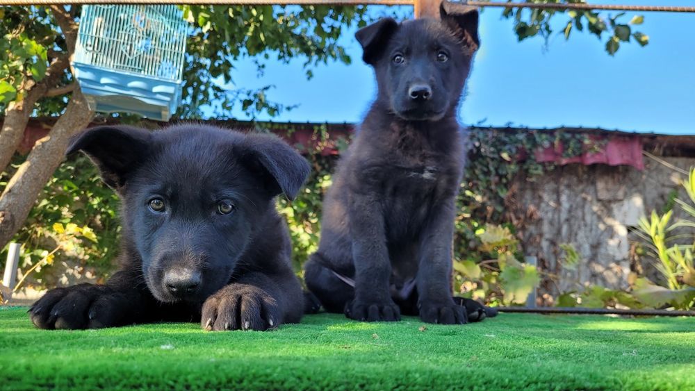 Ciobanesc  german linie lucru.