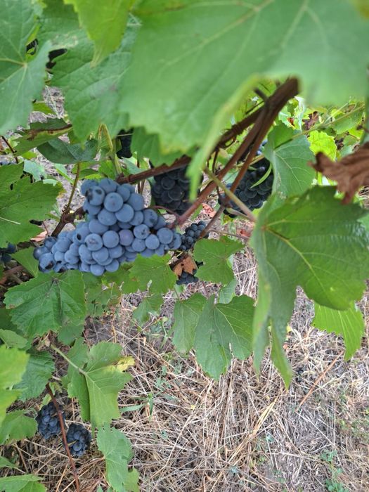 Struguri capsunica sau fraga neagra