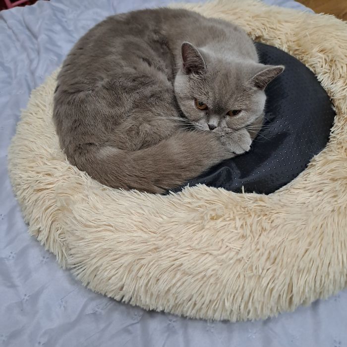 Британкска котка