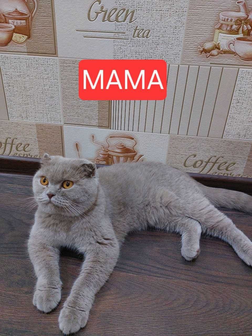 Чистокровные КОТЯТА!!!