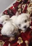 Vand bichon alb complect ideali pt copii si familie