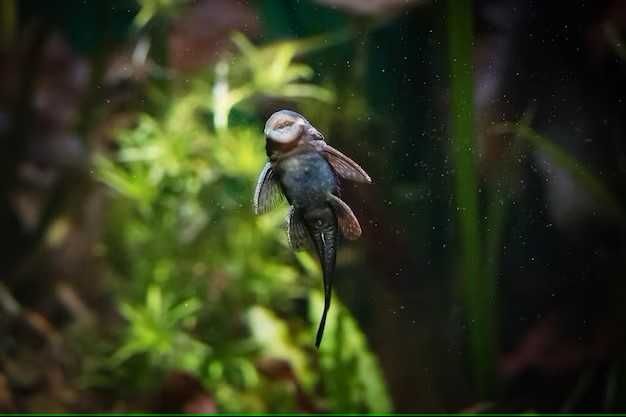 Pesti acvariu, pui Ancistrus, 1.5-3.0 cm