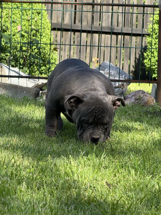 Vand femela american bully pocket
