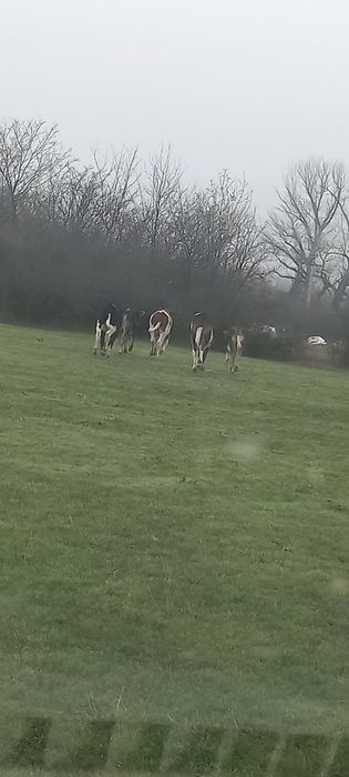 viței de la 3 la 5 luni 3bucăți vitele toate.