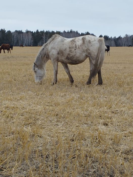 Кобыла 11 лет...