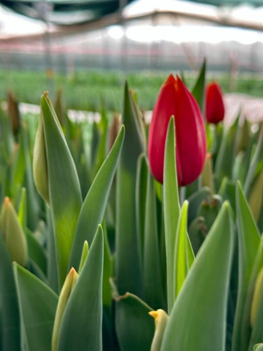 ЛУКОВИЦЫ тюльпанов.