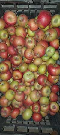 Ябълки за ракияя