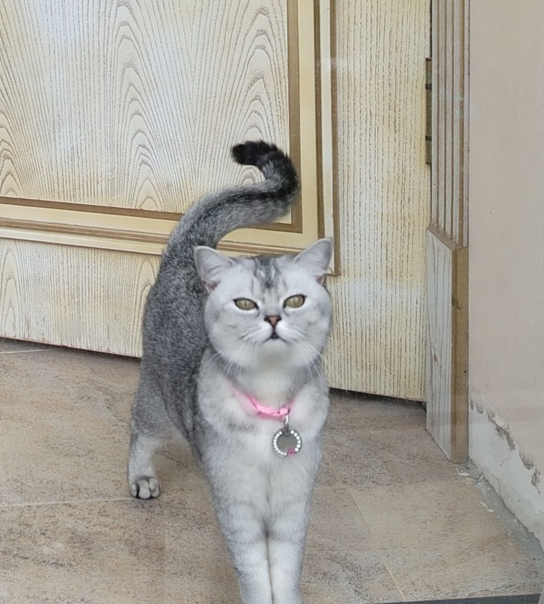 Sotiladi Shin shila silver bir marta tuqqan