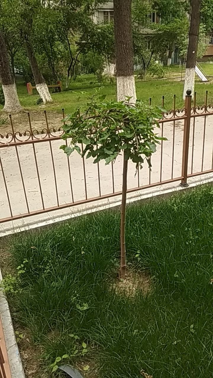 Подаётся металлическое ограждение..