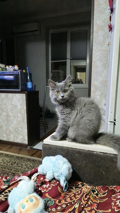 Продаётся кошка британский длинношерстный 8 месяц , девочка