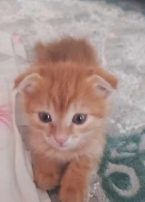 Продам котёнка, вислоухий шотландец.