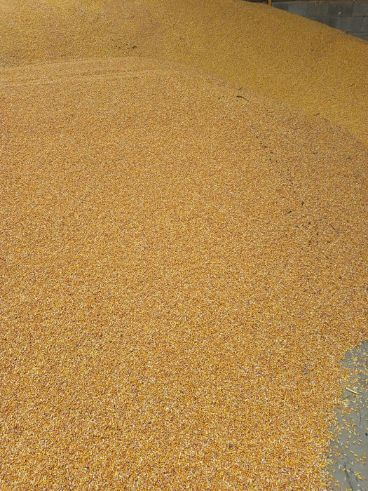 Porumb boabe producție 2025