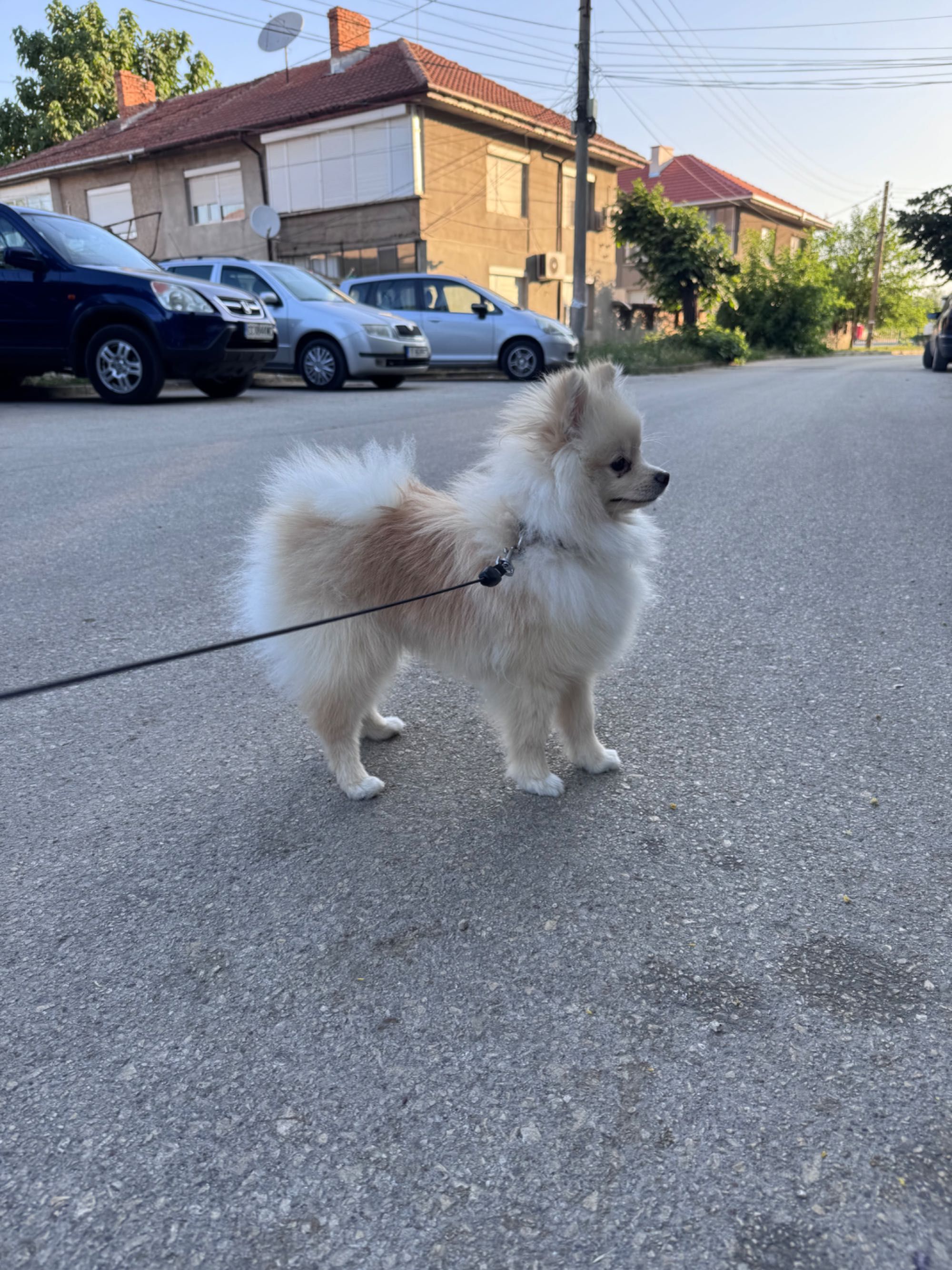 Мъжко кученце Померан