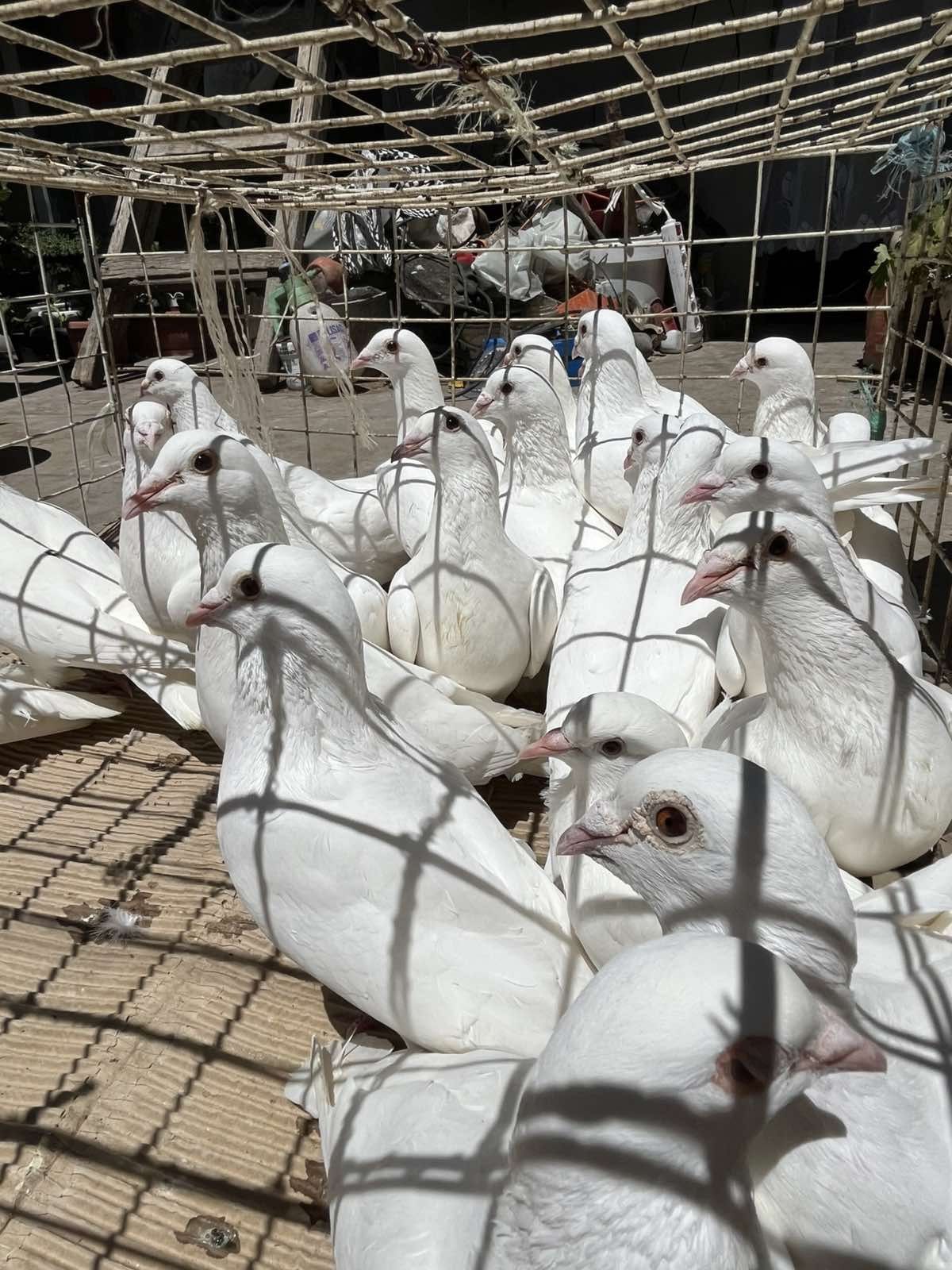 Предлагам бели гълъби за продажба и за специални поводи – сватби, кръщ