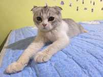 Продаётся котенок Scotish fold вислоухий