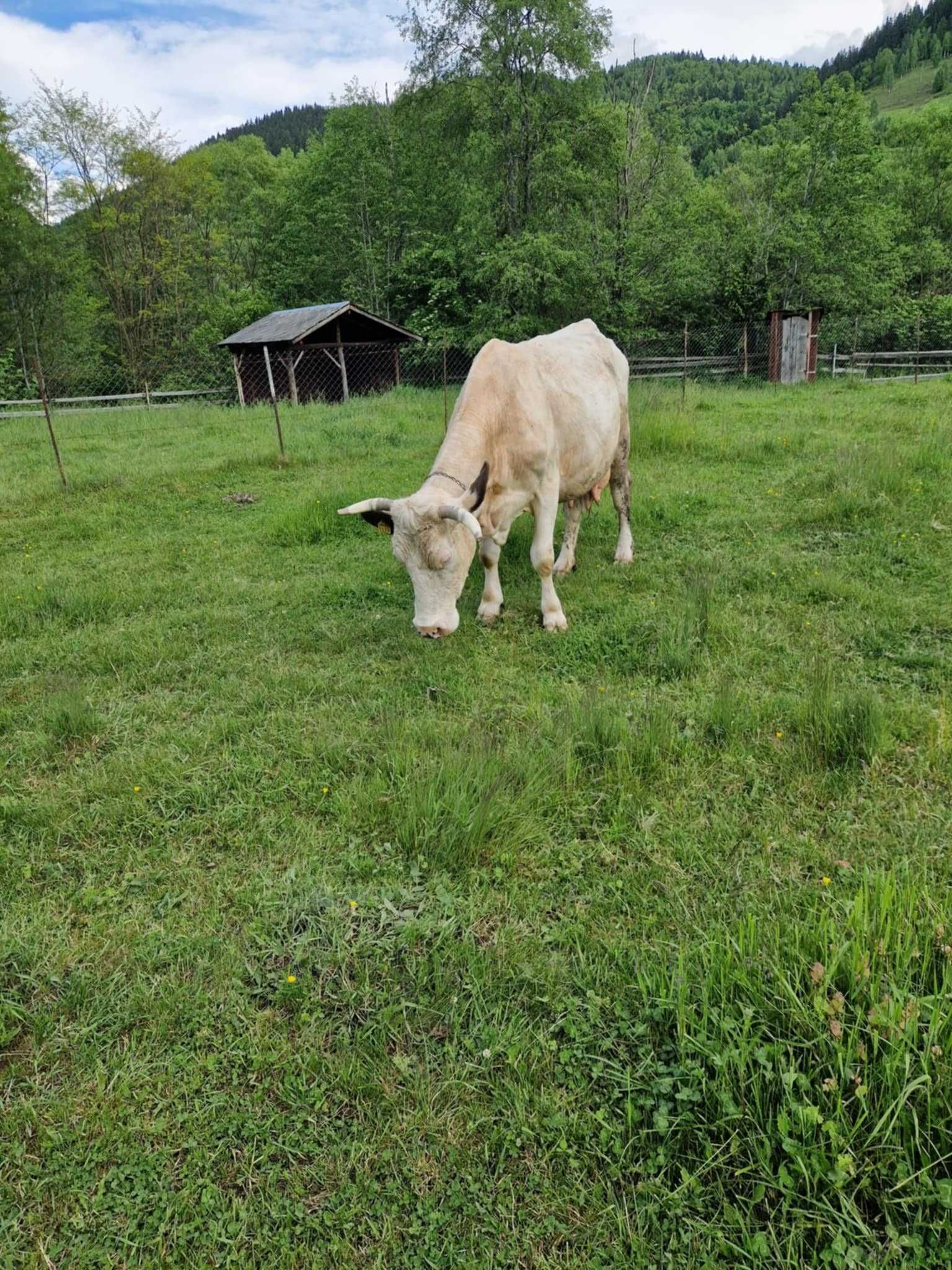 Vaca baltata 20l lapte la zi