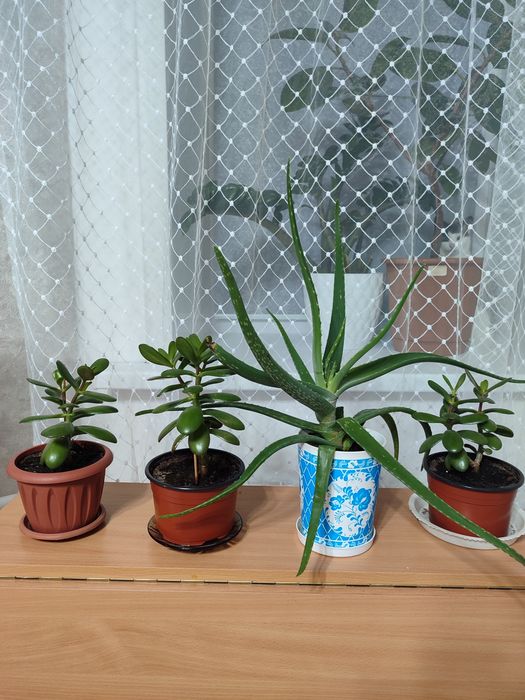 Толстянка и алое