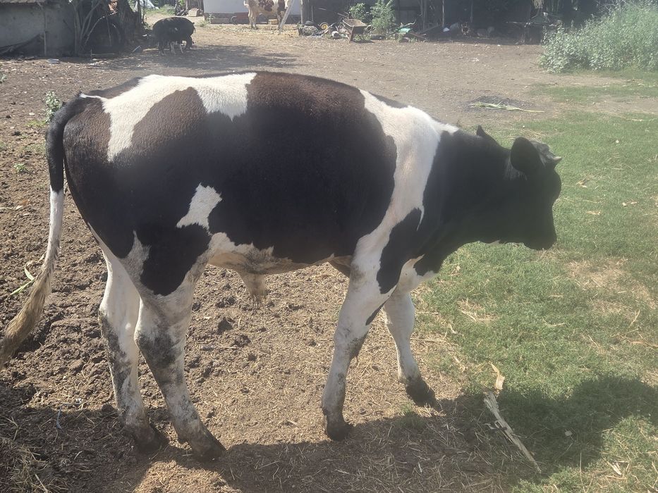 Tauraș holstein 5 luni